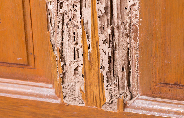 درب چوبی پوسیده شده در اثر نفوذ حشرات